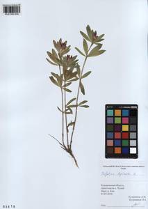 KUZ 000 830, Trifolium lupinaster L., Siberia, Altai & Sayany Mountains (S2) (Russia)