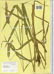 Phalaris arundinacea L., Siberia, Western Siberia (S1) (Russia)