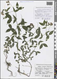 Lathyrus laxiflorus (Desf.) Kuntze, Caucasus, Black Sea Shore (from Novorossiysk to Adler) (K3) (Russia)