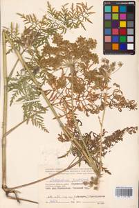 Silphiodaucus prutenicus subsp. prutenicus, Eastern Europe, Central region (E4) (Russia)