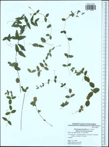 Moehringia lateriflora (L.) Fenzl, Eastern Europe, Central region (E4) (Russia)