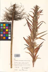 Artemisia selengensis Turcz. ex Besser, Eastern Europe, Belarus (E3a) (Belarus)