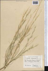 Aristida adscensionis L., Middle Asia, Western Tian Shan & Karatau (M3) (Kyrgyzstan)