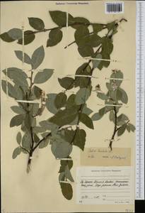 Salix hastata L., Siberia, Yakutia (S5) (Russia)