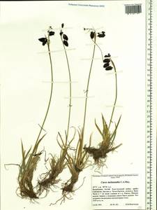 Carex melanantha C.A.Mey., Siberia, Altai & Sayany Mountains (S2) (Russia)