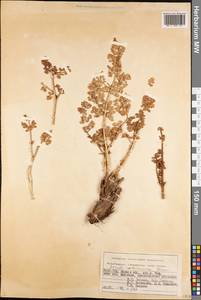 Ferula rubroarenosa Korovin, Middle Asia, Pamir & Pamiro-Alai (M2) (Kyrgyzstan)