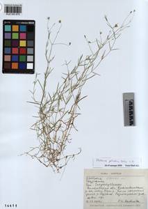 KUZ 003 875, Stellaria palustris Ehrh. ex Retz., Siberia, Altai & Sayany Mountains (S2) (Russia)