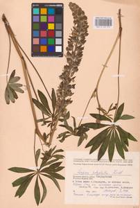 Lupinus polyphyllus Lindl., Eastern Europe, Western region (E3) (Russia)