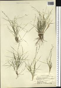 Cleistogenes squarrosa (Trin.) Keng, Siberia, Altai & Sayany Mountains (S2) (Russia)