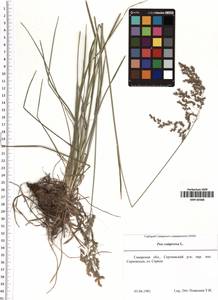 Poa compressa L., Eastern Europe, Middle Volga region (E8) (Russia)