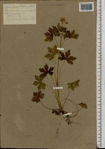 Geranium bohemicum L., Eastern Europe, Central forest-and-steppe region (E6) (Russia)