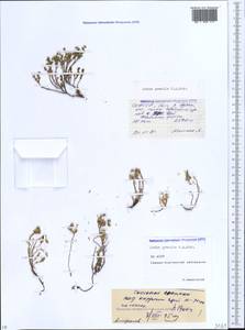 Sedum gracile C. A. Mey., Caucasus, North Ossetia, Ingushetia & Chechnya (K1c) (Russia)
