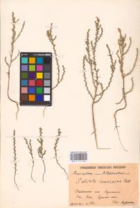 Salsola tamariscina Pall., Eastern Europe, Lower Volga region (E9) (Russia)