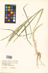 Echinochloa oryzoides (Ard.) Fritsch, Eastern Europe, Belarus (E3a) (Belarus)