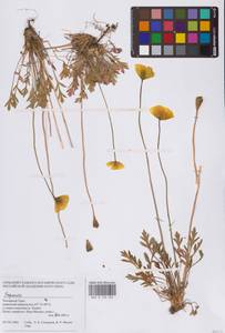 Papaver, Siberia, Western Siberia (S1) (Russia)