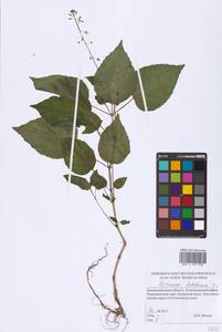 Circaea lutetiana L., Eastern Europe, North-Western region (E2) (Russia)