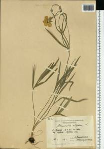 Ranunculus illyricus L., Eastern Europe, Moldova (E13a) (Moldova)