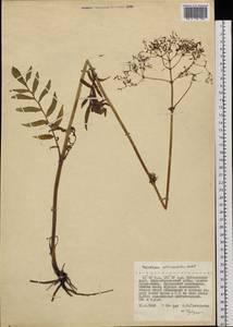 Valeriana officinalis L., Siberia, Russian Far East (S6) (Russia)