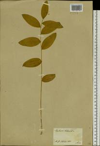 Maianthemum dahuricum (Turcz. ex Fisch. & C.A.Mey.) LaFrankie, Siberia, Baikal & Transbaikal region (S4) (Russia)