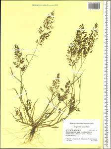 Eragrostis minor Host, Caucasus, Krasnodar Krai & Adygea (K1a) (Russia)