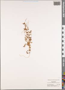 Erodium, Middle Asia, Karakum (M6) (Turkmenistan)
