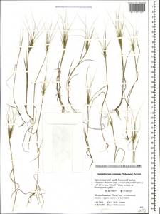 Taeniatherum caput-medusae (L.) Nevski, Caucasus, Krasnodar Krai & Adygea (K1a) (Russia)
