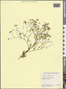 Falcaria vulgaris Bernh., Caucasus, Armenia (K5) (Armenia)