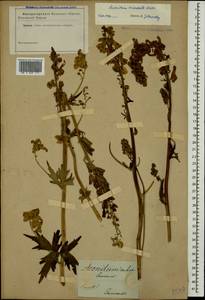 Aconitum orientale Mill., Caucasus (no precise locality) (K0)