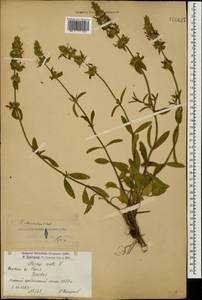 Stachys atherocalyx K.Koch, Caucasus, Armenia (K5) (Armenia)