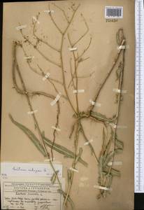 Lactuca saligna L., Middle Asia, Northern & Central Tian Shan (M4) (Kazakhstan)