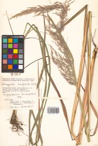 Calamagrostis arundinacea (L.) Roth, Siberia, Russian Far East (S6) (Russia)