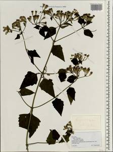 Chromolaena odorata (L.) R. King & H. Rob., South Asia, South Asia (Asia outside ex-Soviet states and Mongolia) (ASIA) (Vietnam)