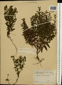 Scutellaria galericulata L., Eastern Europe, Moscow region (E4a) (Russia)