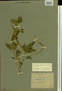 Amaranthus blitum L., Eastern Europe, Central forest-and-steppe region (E6) (Russia)