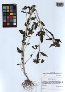 Bidens tripartita L., Siberia, Altai & Sayany Mountains (S2) (Russia)