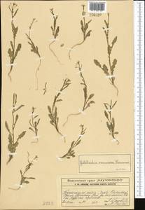 Goldbachia verrucosa Kom., Middle Asia, Western Tian Shan & Karatau (M3) (Kazakhstan)