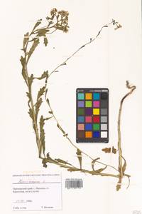 Iberis amara L., Siberia, Russian Far East (S6) (Russia)