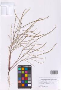 Corispermum declinatum Stephan ex Steven, Eastern Europe, Moscow region (E4a) (Russia)