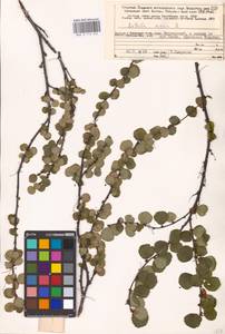 Betula nana L., Eastern Europe, Northern region (E1) (Russia)