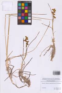 Scheuchzeria palustris L., Eastern Europe, Moscow region (E4a) (Russia)