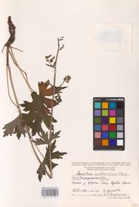 Aconitum lycoctonum subsp. moldavicum (Hacq.) Jalas, Eastern Europe (no precise locality) (E0)