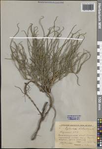Ephedra distachya L., Middle Asia, Muyunkumy, Balkhash & Betpak-Dala (M9) (Kazakhstan)