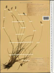 Alopecurus ponticus K.Koch, Caucasus, Krasnodar Krai & Adygea (K1a) (Russia)