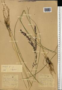 Molinia caerulea (L.) Moench, Eastern Europe, North-Western region (E2) (Russia)
