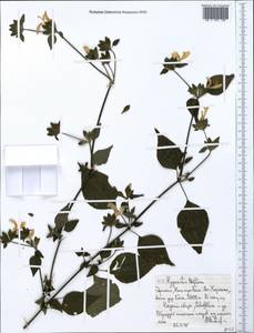 Hypoestes triflora (Forssk.) Roem. & Schult., Africa (AFR) (Ethiopia)