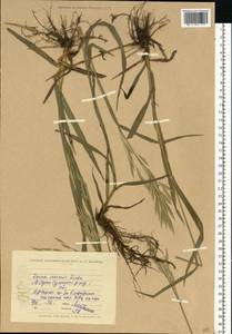 Bromus inermis Leyss., Eastern Europe, North Ukrainian region (E11) (Ukraine)