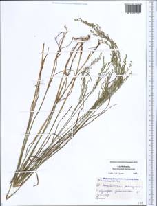 Poa nemoralis L., Caucasus, Azerbaijan (K6) (Azerbaijan)