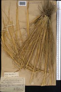 Stipa capillata L., Middle Asia, Pamir & Pamiro-Alai (M2) (Uzbekistan)
