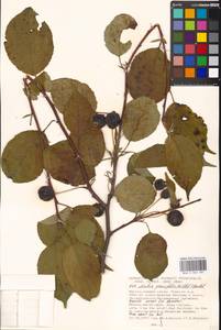 Malus prunifolia (Willd.) Borkh., Eastern Europe, Moscow region (E4a) (Russia)