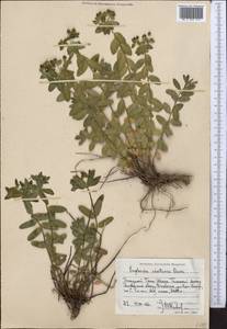 Euphorbia alatavica Boiss., Middle Asia, Western Tian Shan & Karatau (M3) (Kazakhstan)